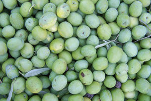 Green Olives for Home Curing
