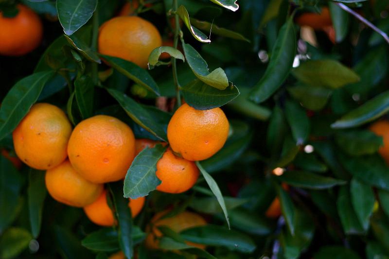 Seedless Mandarin Oranges